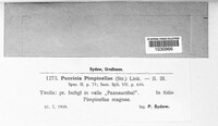Puccinia pimpinellae image